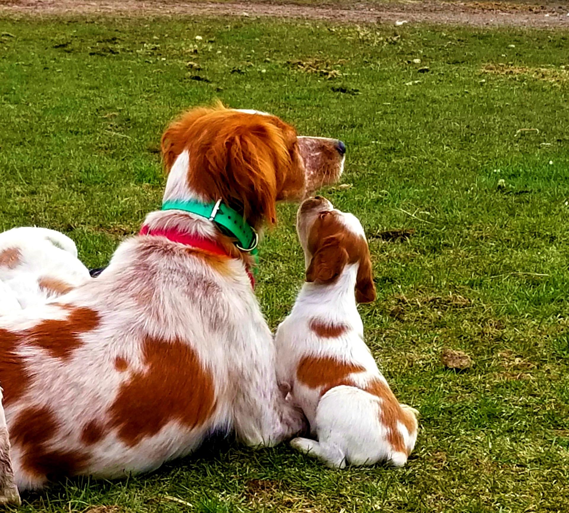 UKC Champion Olive Solitaire Kennel Epagneul Breton